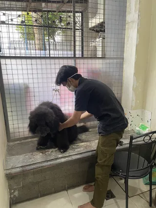 Sesi grooming anjing di Faunafella Dog