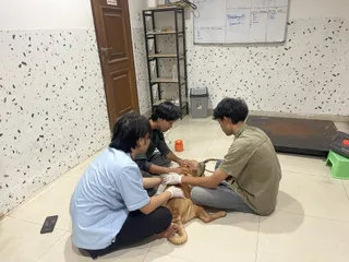 Pemeriksaan medis anjing oleh tim Faunafella Dog