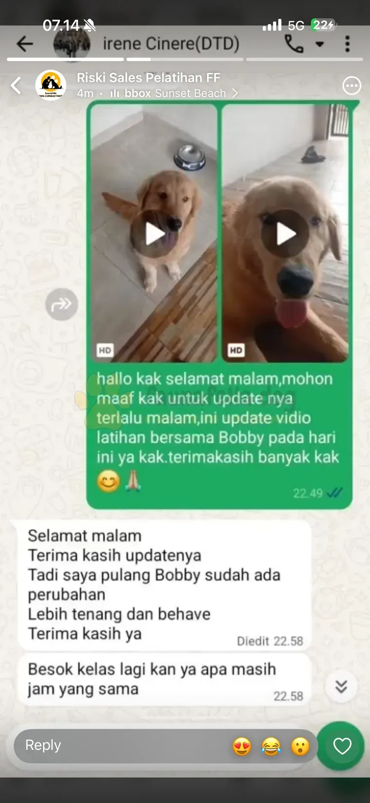 Testimoni WhatsApp: Bobby (Golden Retriever) jadi lebih tenang & behave