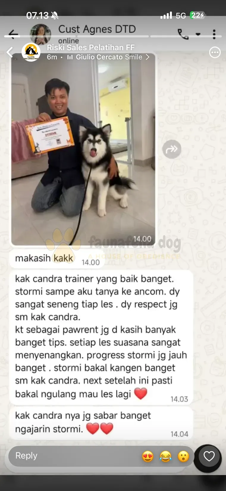 Testimoni WhatsApp: progres Stormi (Alaskan Malamute) latihan di Faunafella Dog